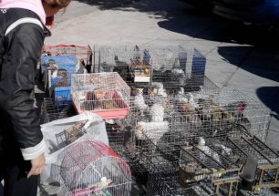 Π.Φ.Π.Ο.: Θα βάλουμε τέλος στο παράνομο εμπόριο ζώων στο Σχιστό (βίντεο)